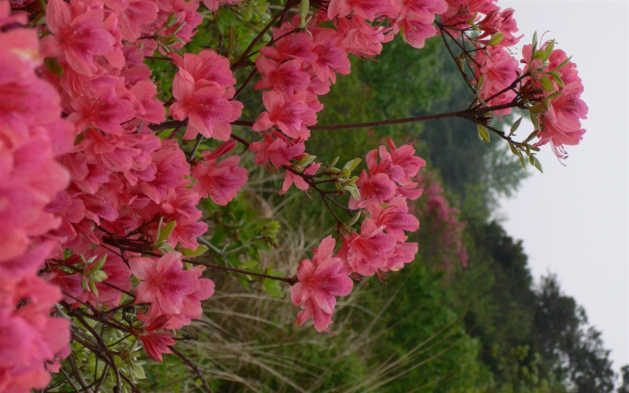 Fotografía de paisaje (3) (Li trabaja Shanquan) #11 - 1280x800