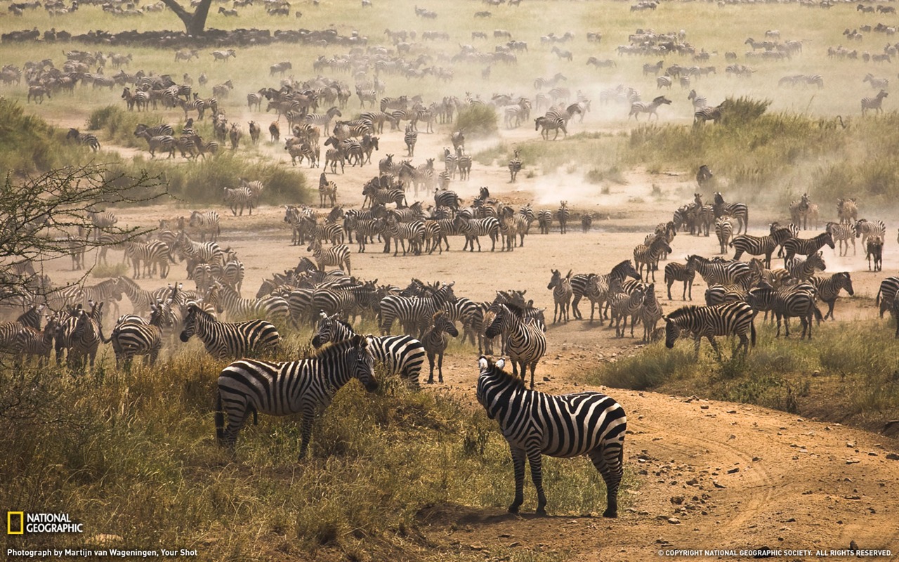 National Geographic album papier peint des animaux (3) #6 - 1280x800