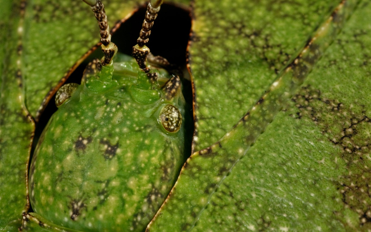 National Geographic Tier Wallpaper Album (4) #20 - 1280x800