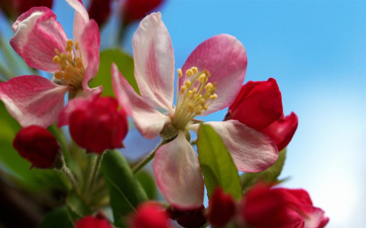 fleurs fond d'écran Widescreen close-up (11) #2 - 1280x800