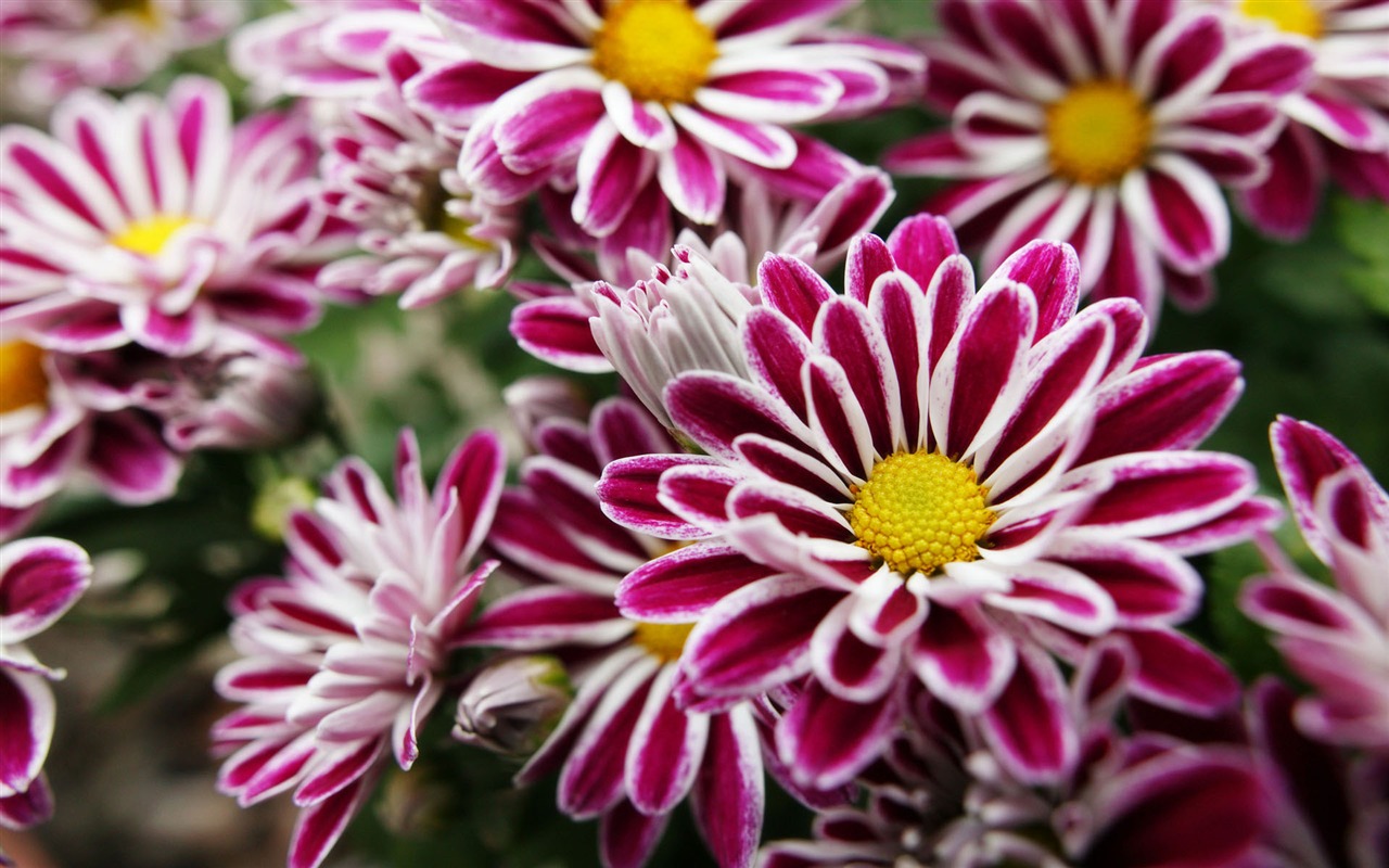 Širokoúhlý tapety květiny close-up (11) #12 - 1280x800