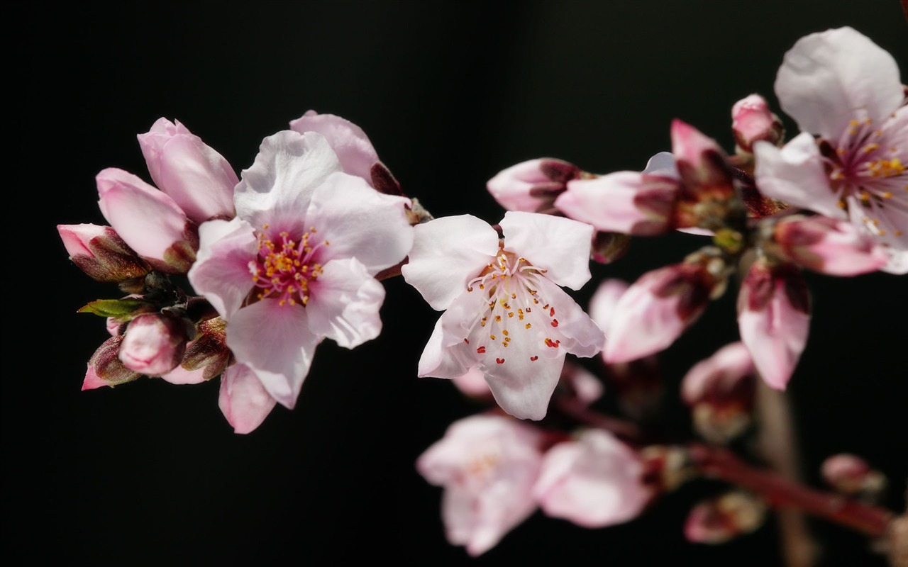Širokoúhlý tapety květiny close-up (11) #13 - 1280x800