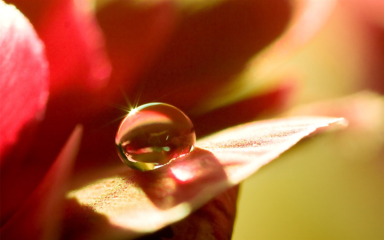HD wallpaper flowers and drops of water #3 - 1280x800
