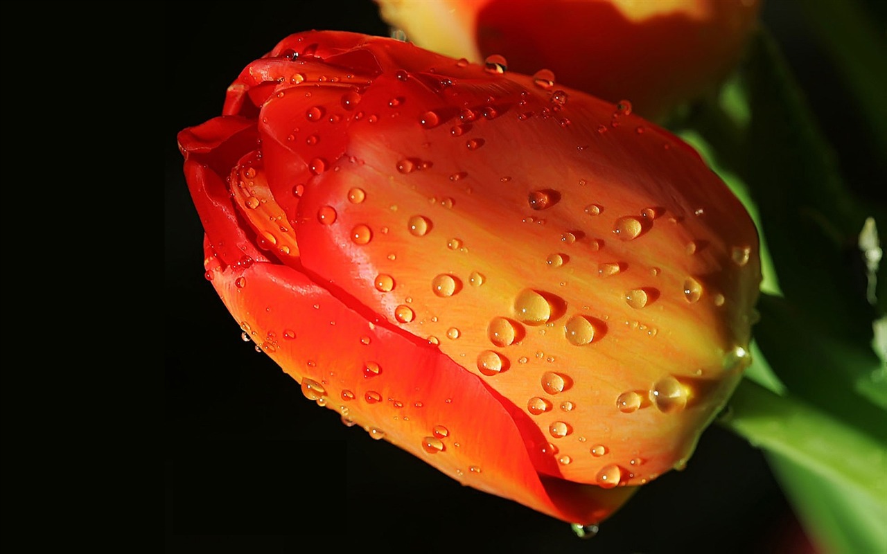 HD wallpaper flowers and drops of water #13 - 1280x800
