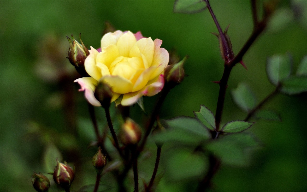 꽃의 HD 사진 모음 (1) #2 - 1280x800