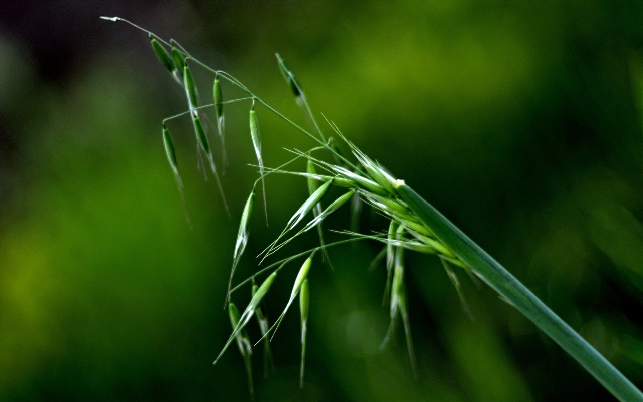 花草摄影 高清合集(一)8 - 1280x800