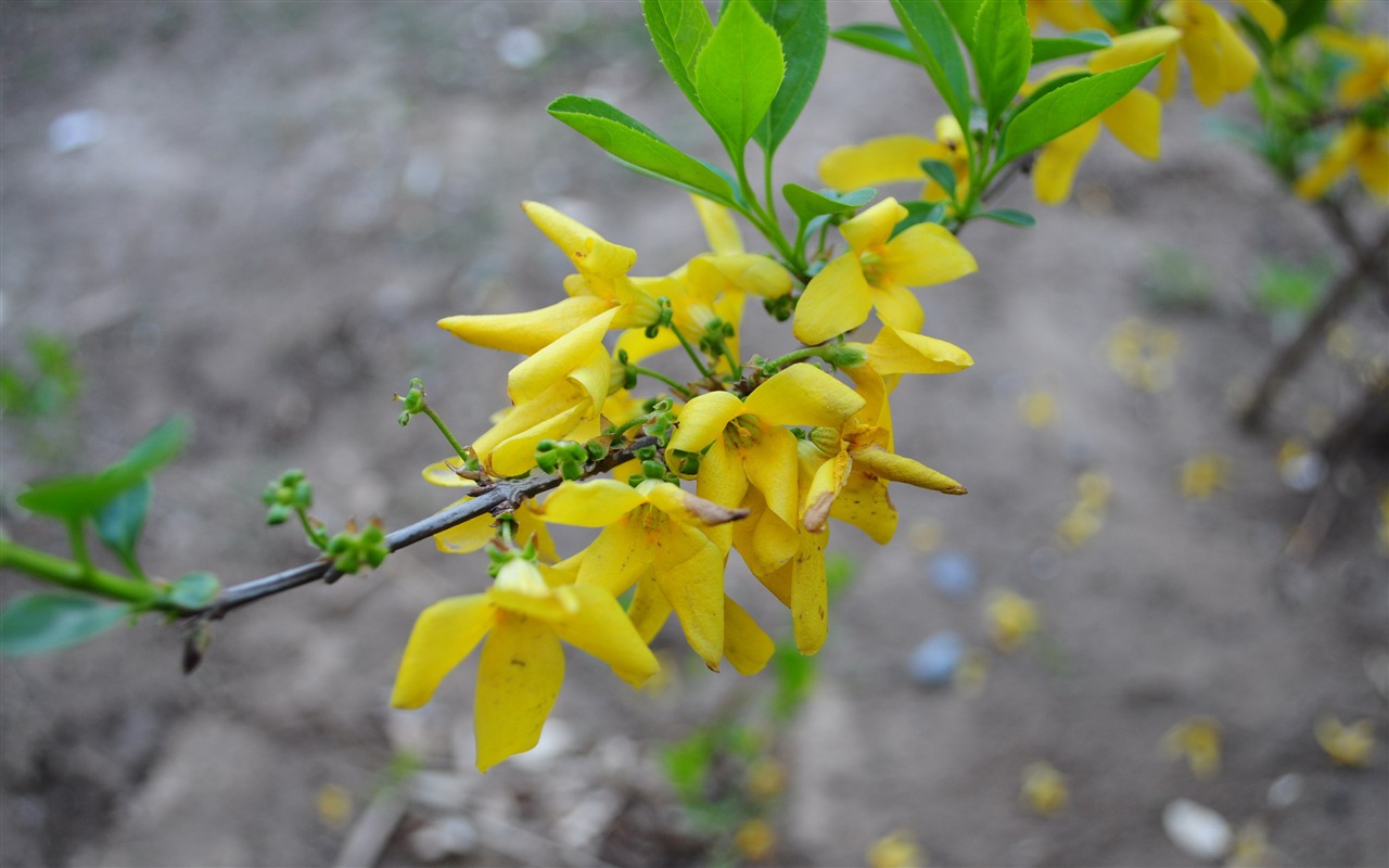 collection Fleurs photographie HD (1) #18 - 1280x800