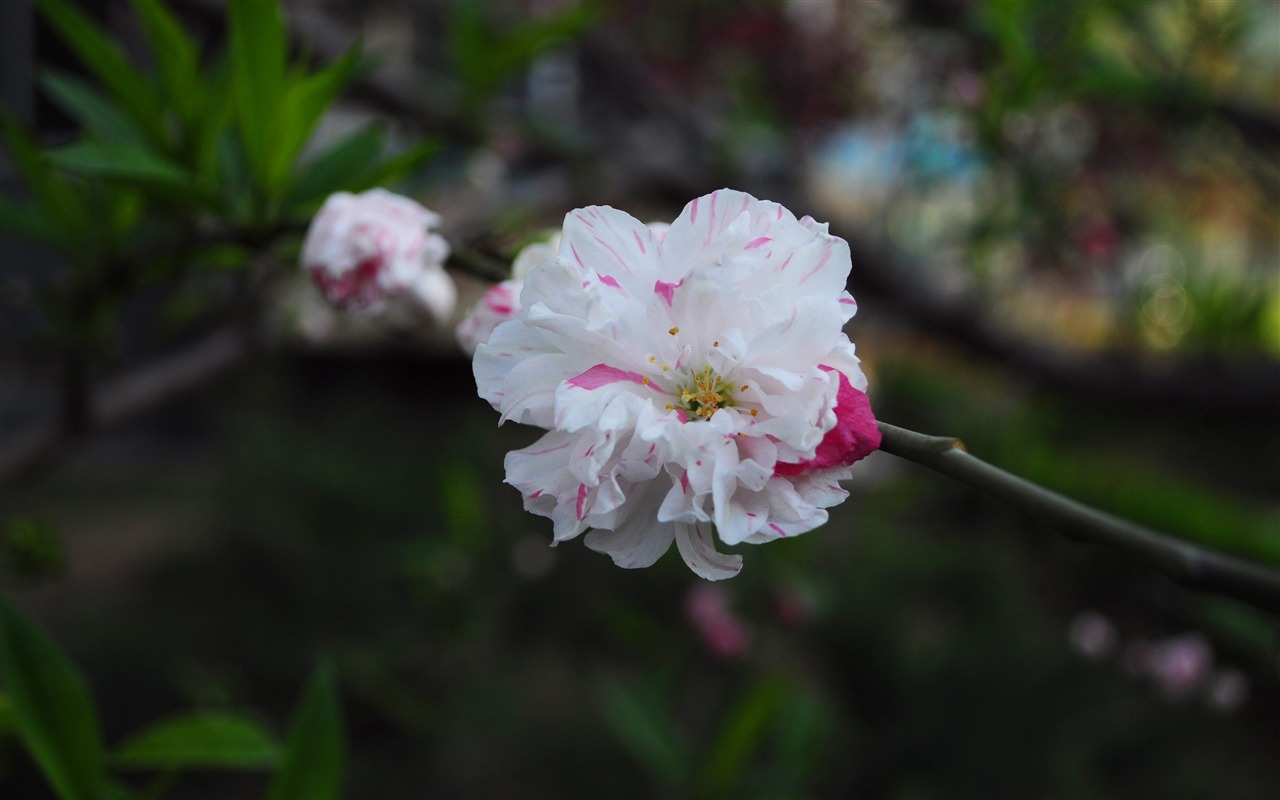花のHD写真コレクション (1) #19 - 1280x800