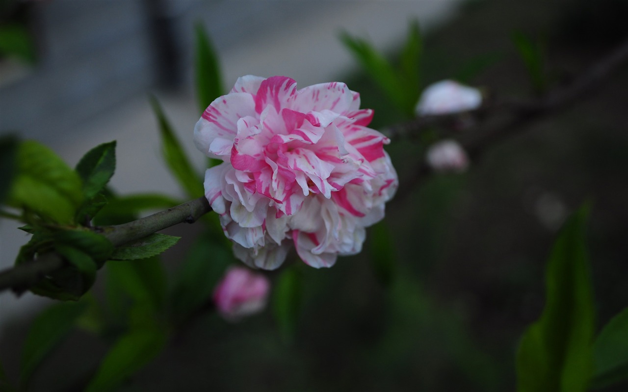 花のHD写真コレクション (1) #20 - 1280x800