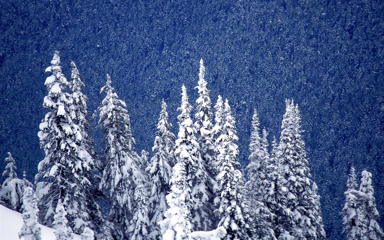 Sníh širokoúhlý tapety (1) #14 - 1280x800