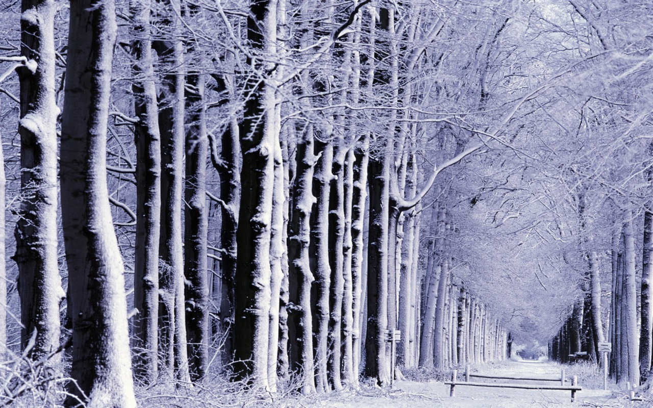 Sníh širokoúhlý tapety (1) #18 - 1280x800