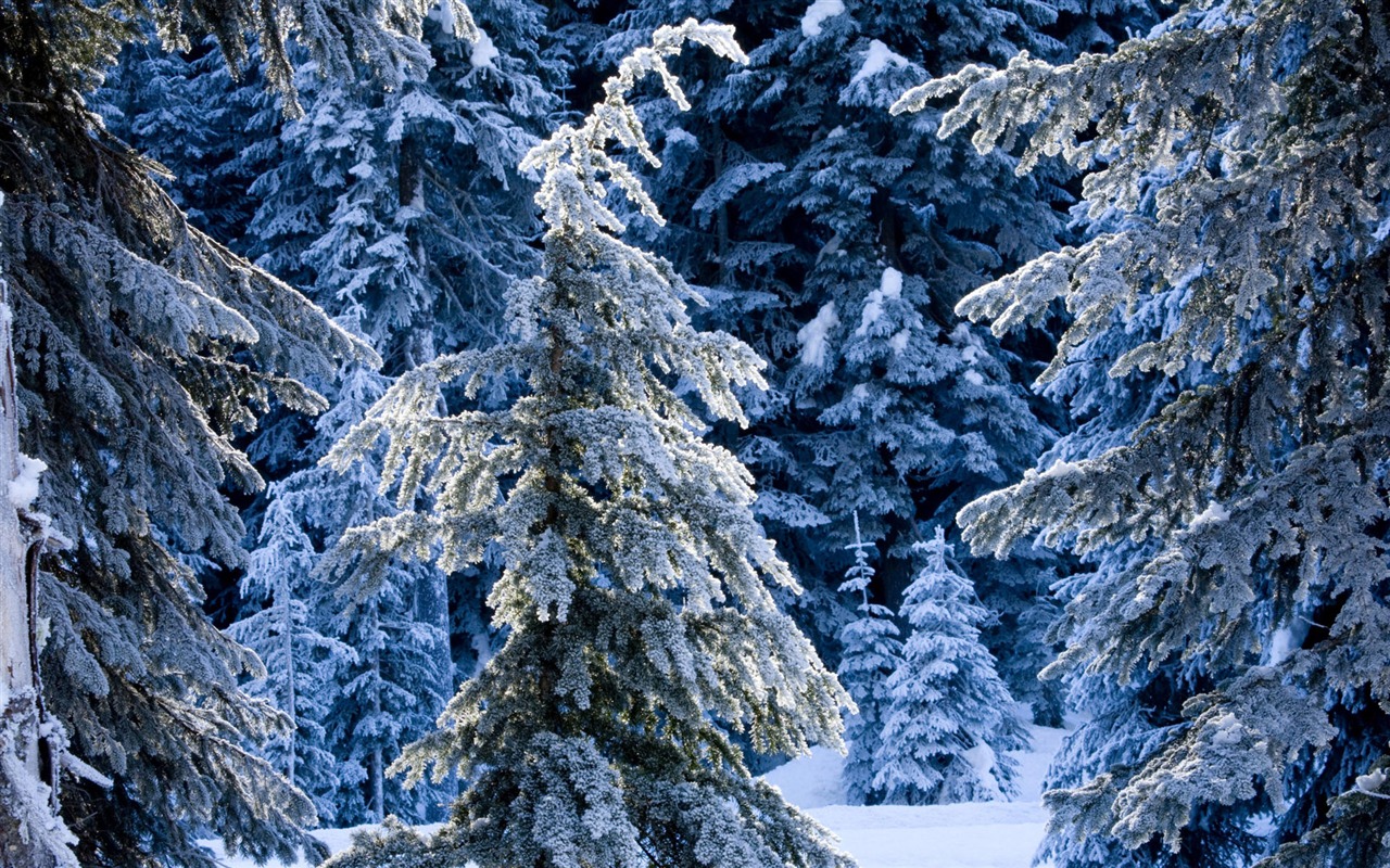 Fond d'écran panoramique de neige (2) #16 - 1280x800