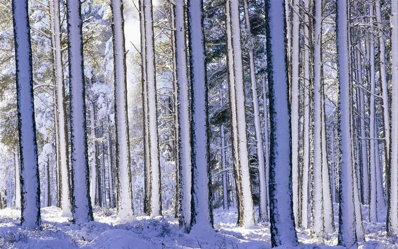 宽屏雪景 壁纸(二)18 - 1280x800