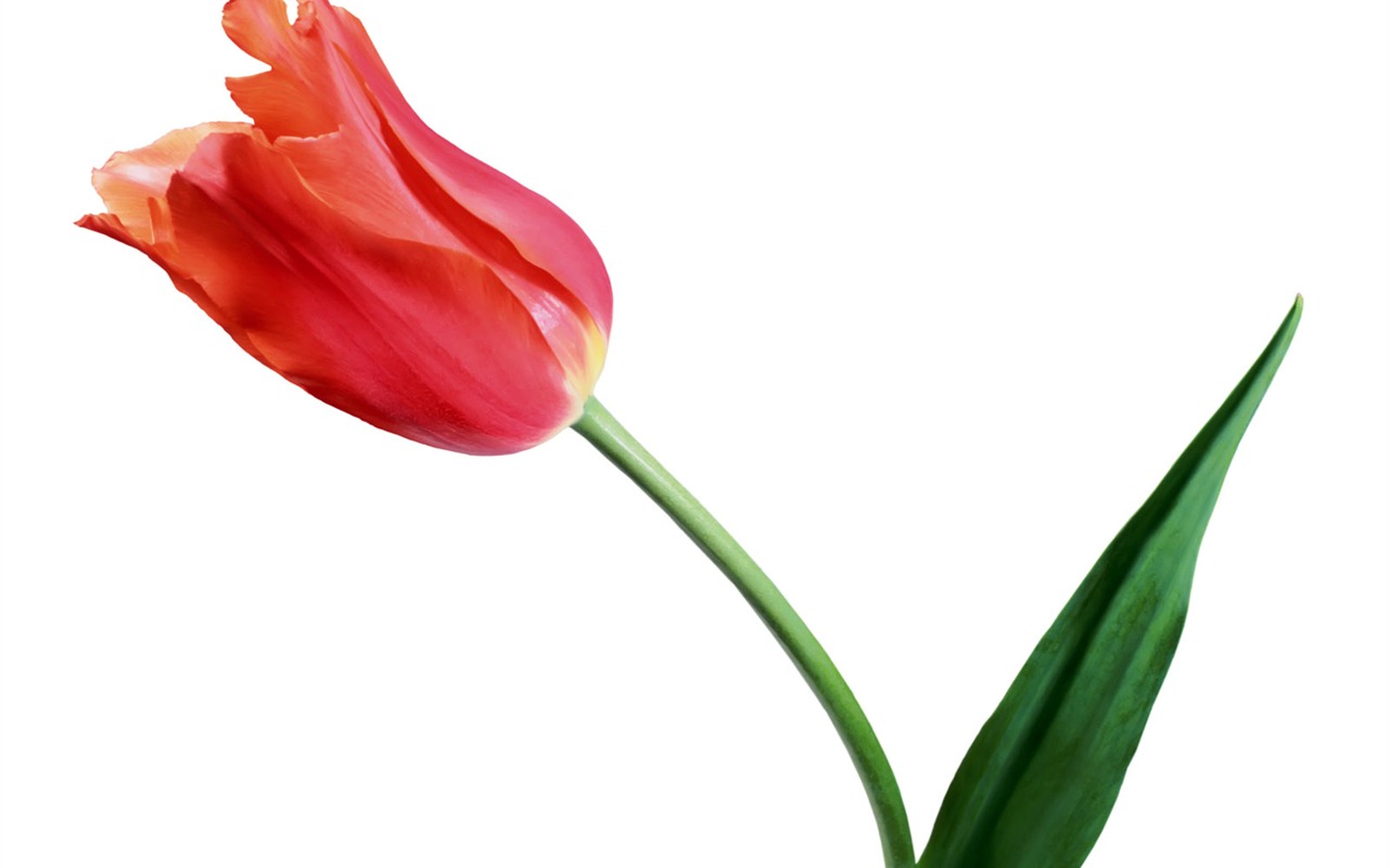 Tulip wallpaper album (1) #8 - 1280x800