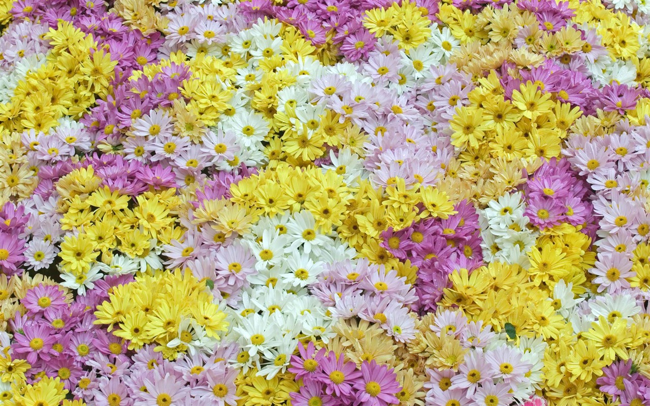 fleurs fond d'écran Widescreen close-up (12) #6 - 1280x800