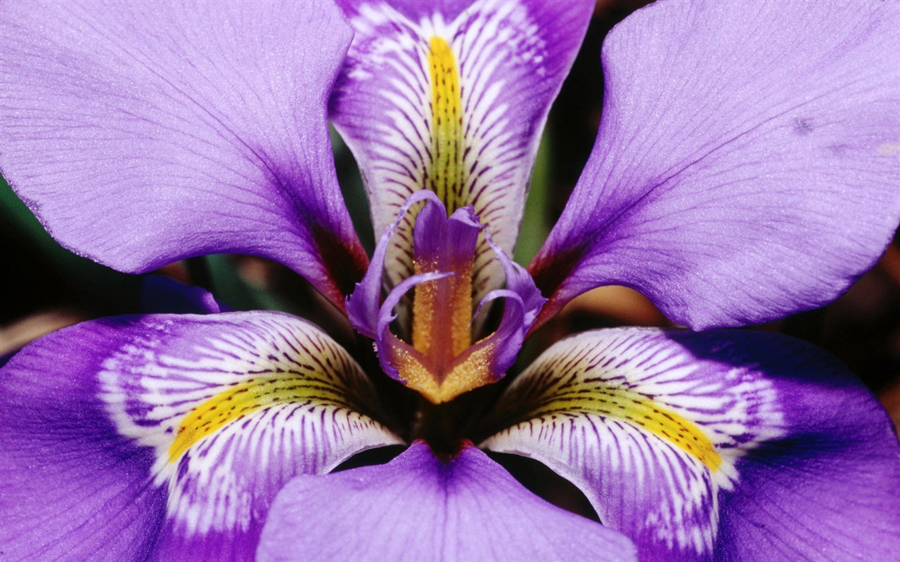 fleurs fond d'écran Widescreen close-up (12) #7 - 1280x800