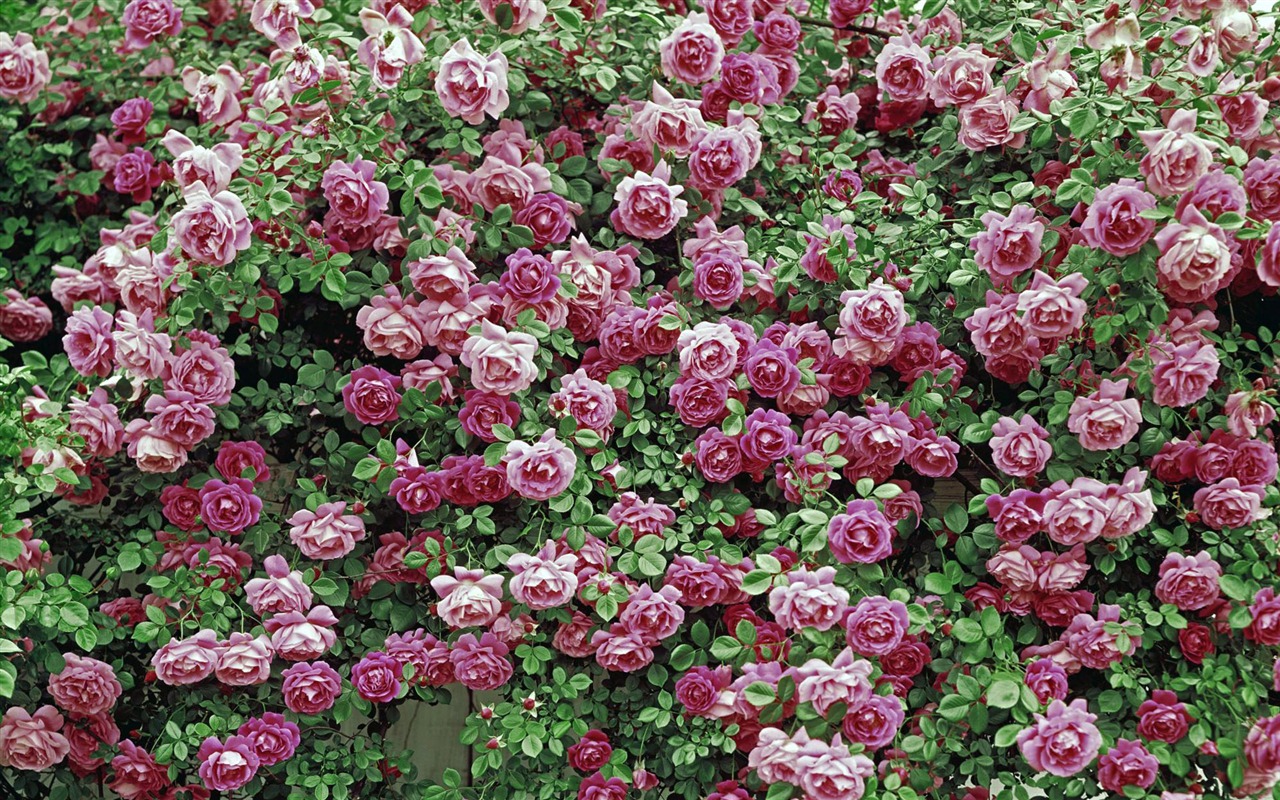 fleurs fond d'écran Widescreen close-up (12) #11 - 1280x800
