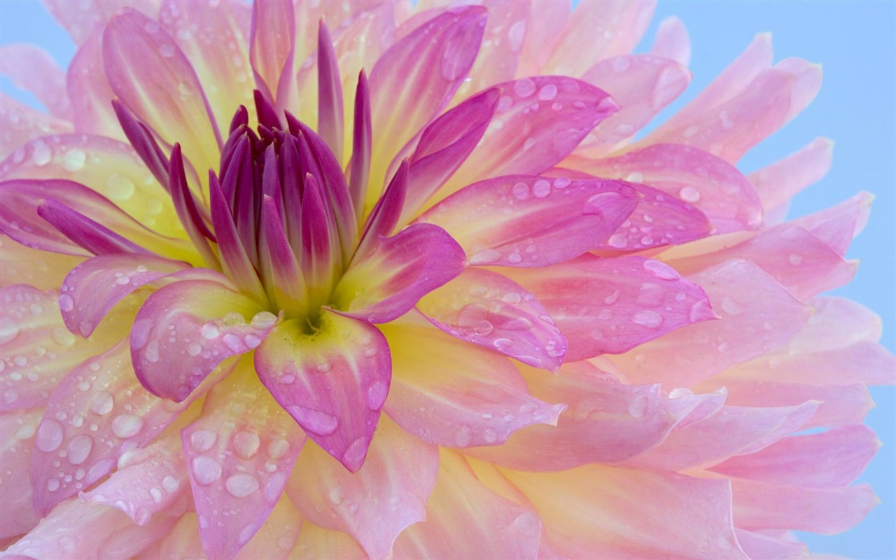 fleurs fond d'écran Widescreen close-up (12) #13 - 1280x800