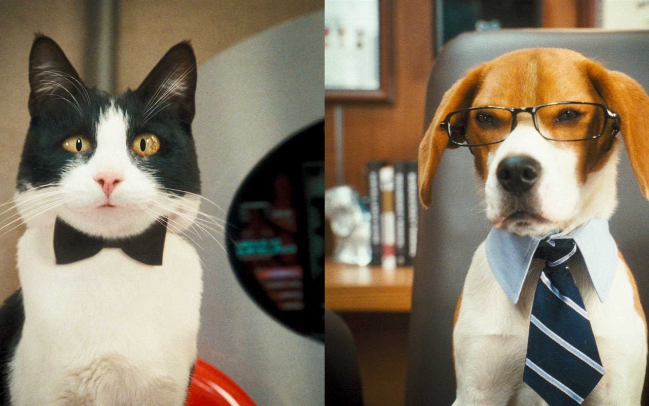 猫と犬：キティ豊富HDの壁紙の復讐 #1 - 1280x800