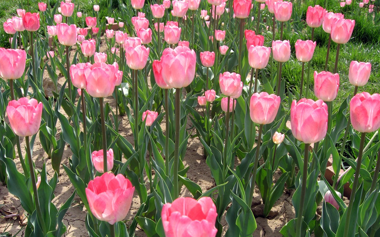 Fond d'écran album Tulip (3) #1 - 1280x800