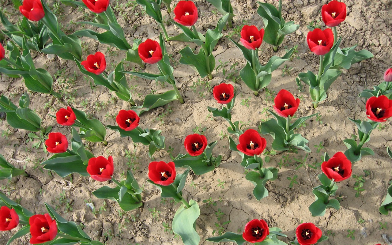 Tulip wallpaper album (3) #8 - 1280x800