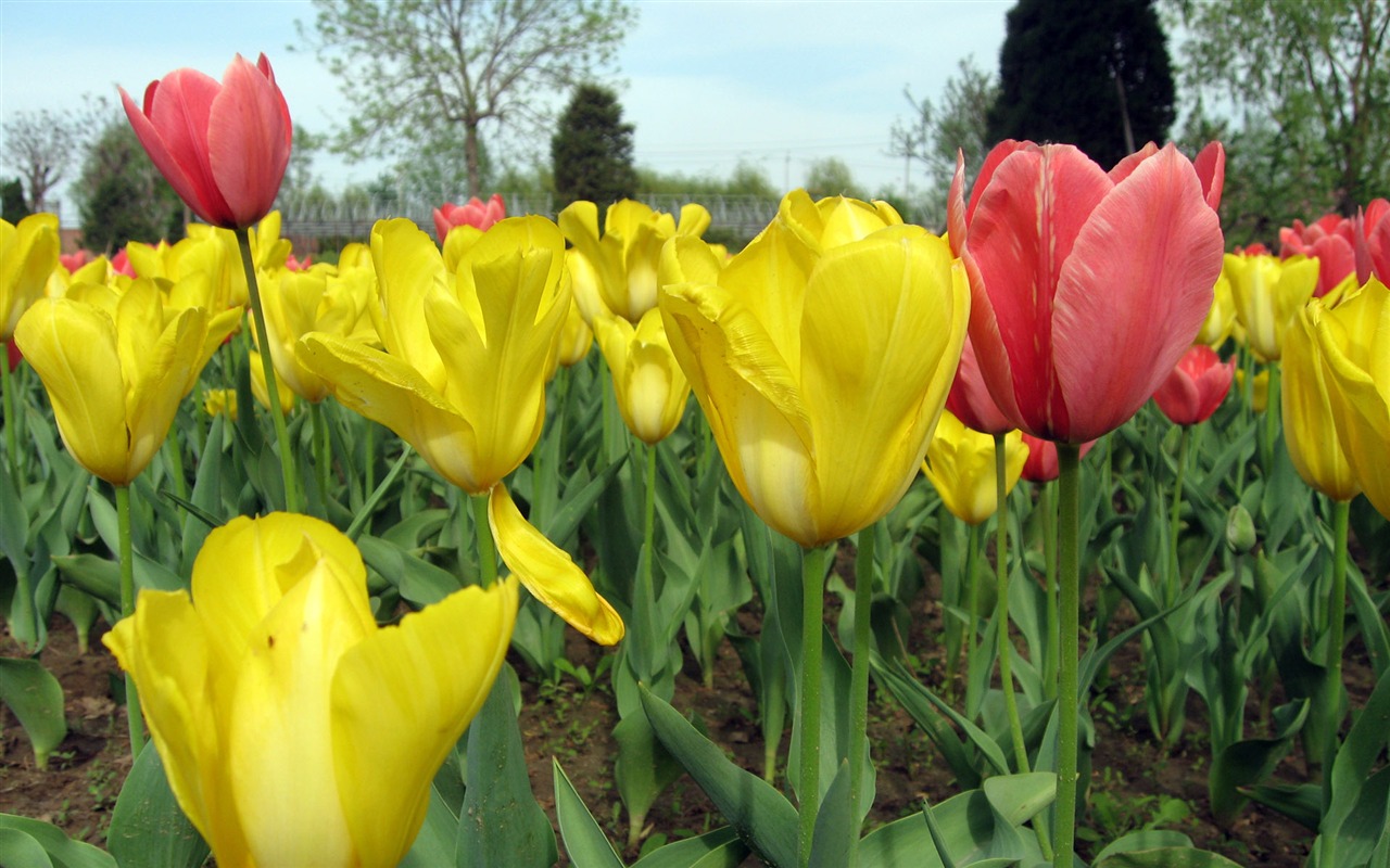 Fond d'écran album Tulip (3) #17 - 1280x800