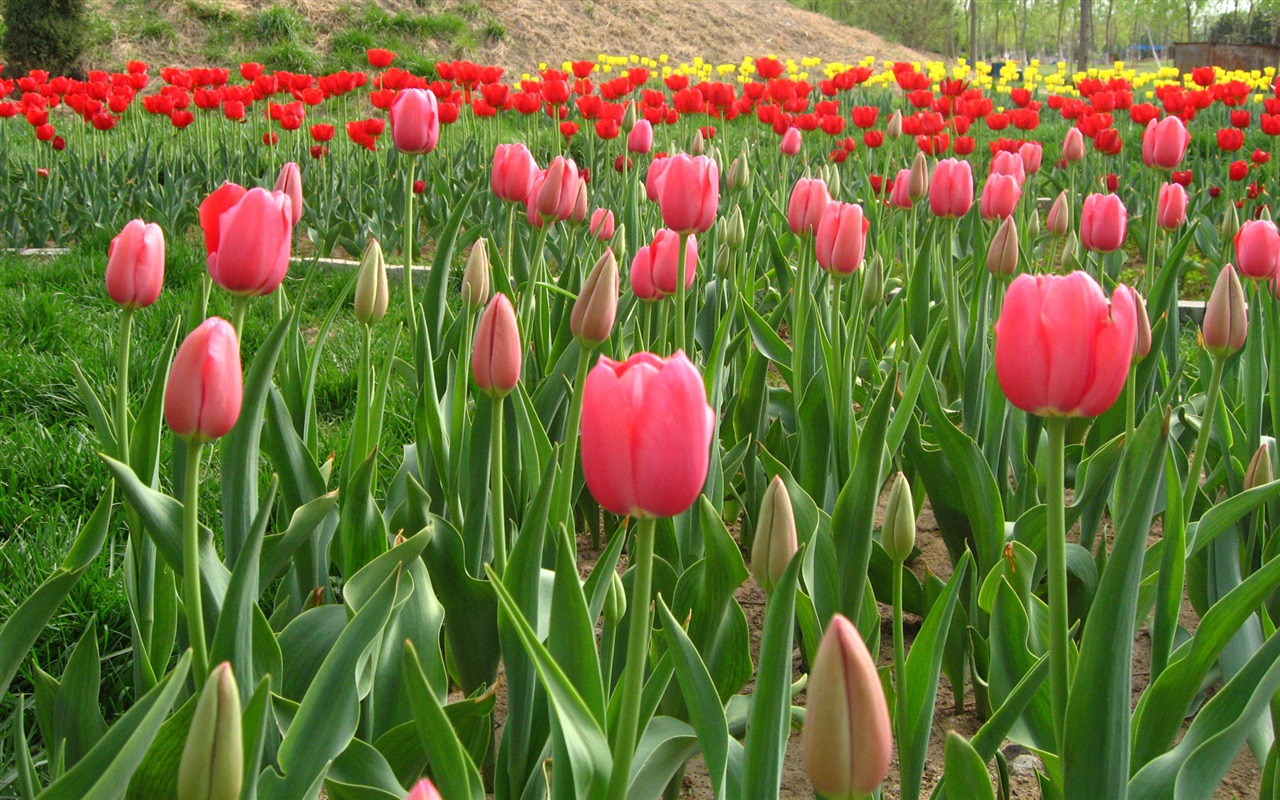 Tulip álbum de fondo de pantalla (6) #8 - 1280x800