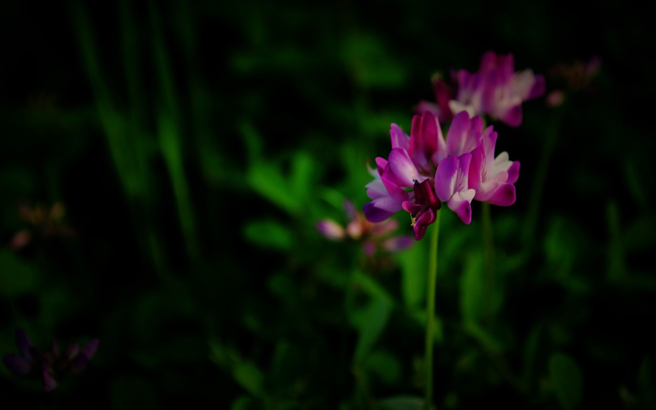 Tyto květiny (Pretty in Pink 526 záznamů) #6 - 1280x800