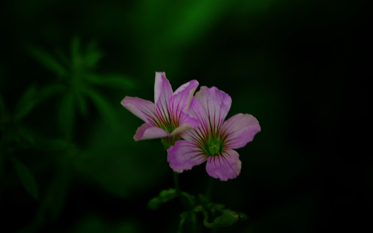 Эти цветы (Pretty в розовом 526 записей) #12 - 1280x800