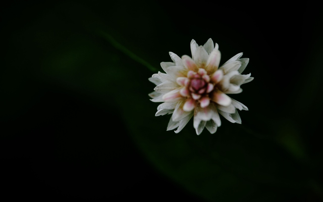 Flores macro (Pretty in Pink 526 registros) #17 - 1280x800