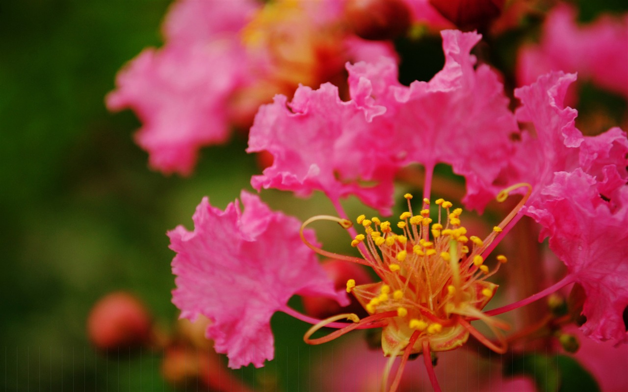 花（Pretty in Pinkで526エントリ） #1 - 1280x800