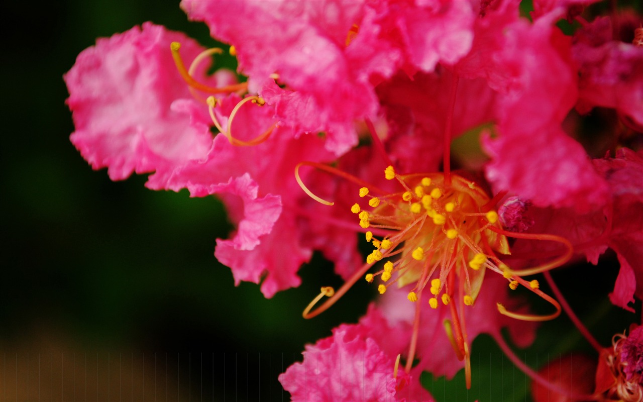 花（Pretty in Pinkで526エントリ） #3 - 1280x800