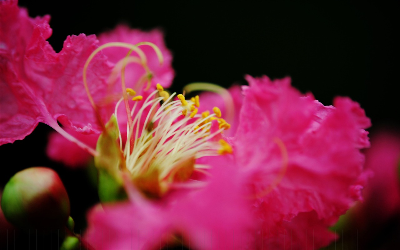 Flores (Pretty in Pink 526 registros) #16 - 1280x800