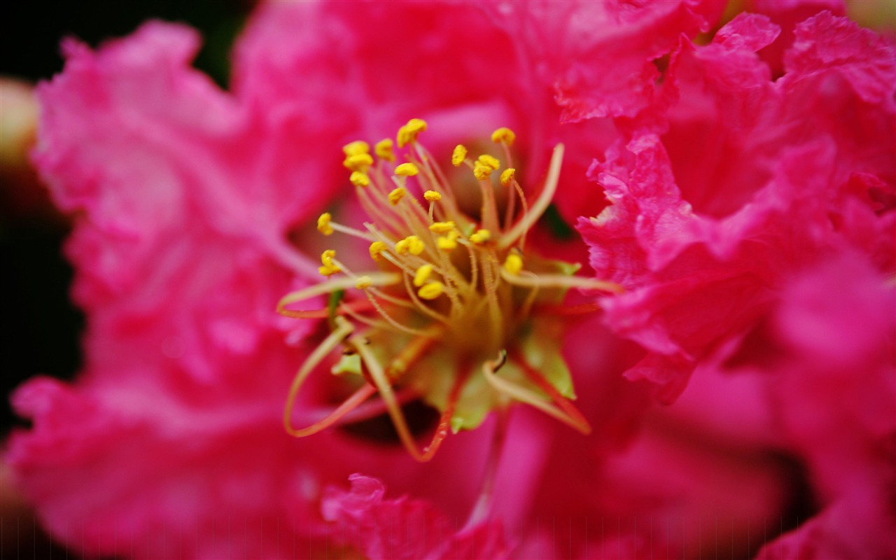 花（Pretty in Pinkで526エントリ） #19 - 1280x800