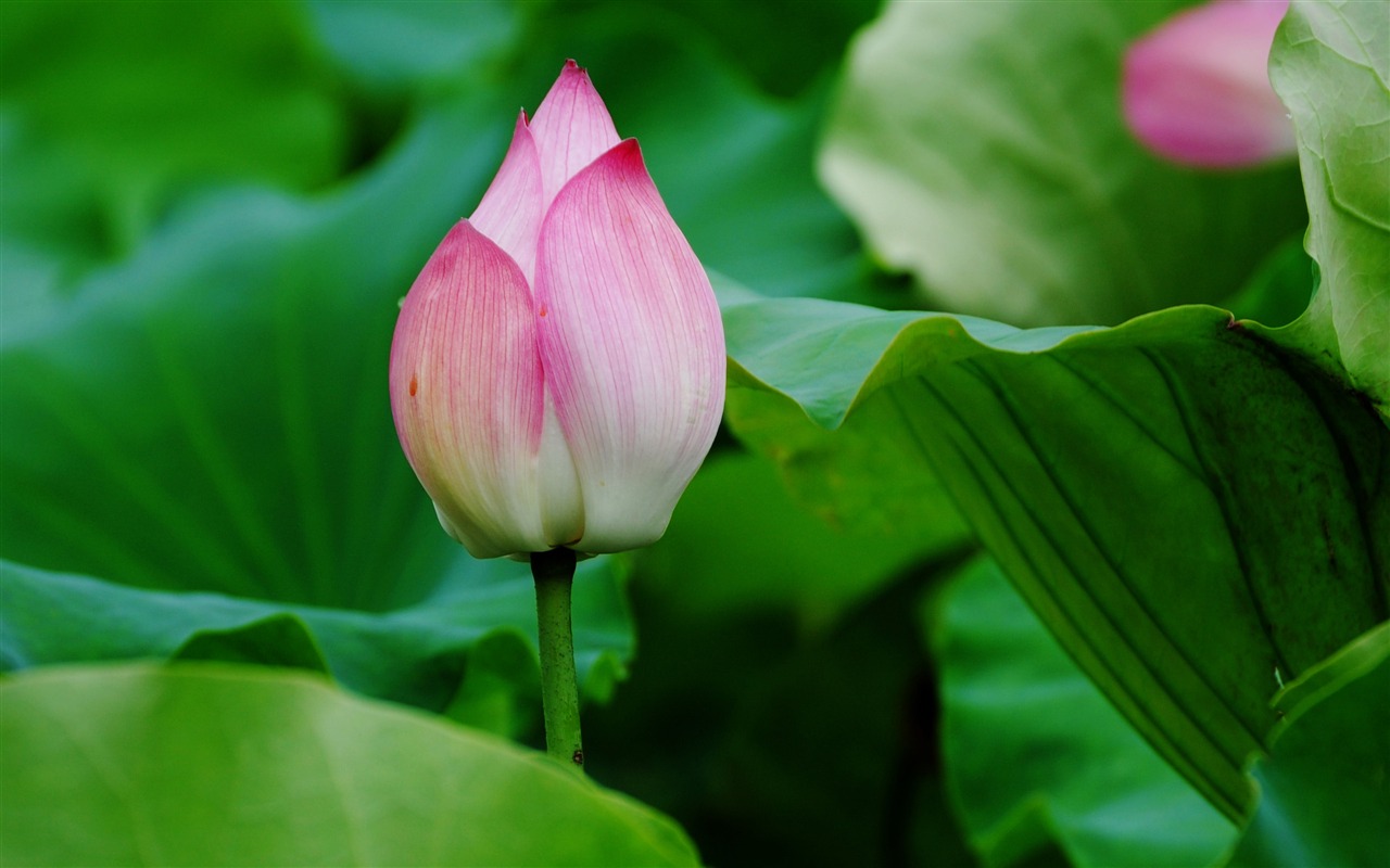 Lotus (Pretty in Pink 526 registros) #1 - 1280x800