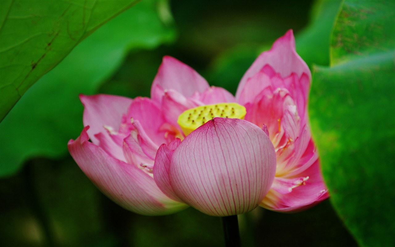Lotus (Pretty in Pink 526 registros) #2 - 1280x800