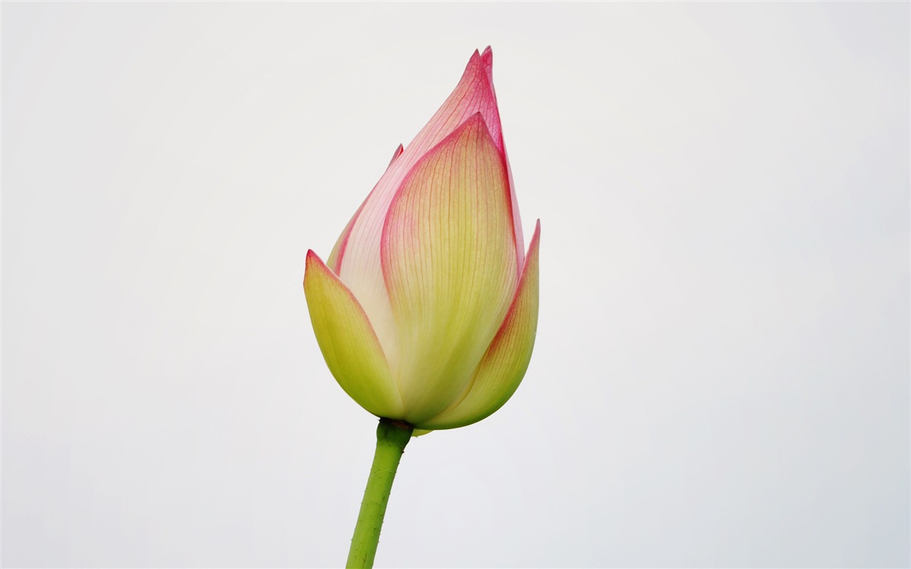 Lotus (Pretty in Pink 526 registros) #5 - 1280x800