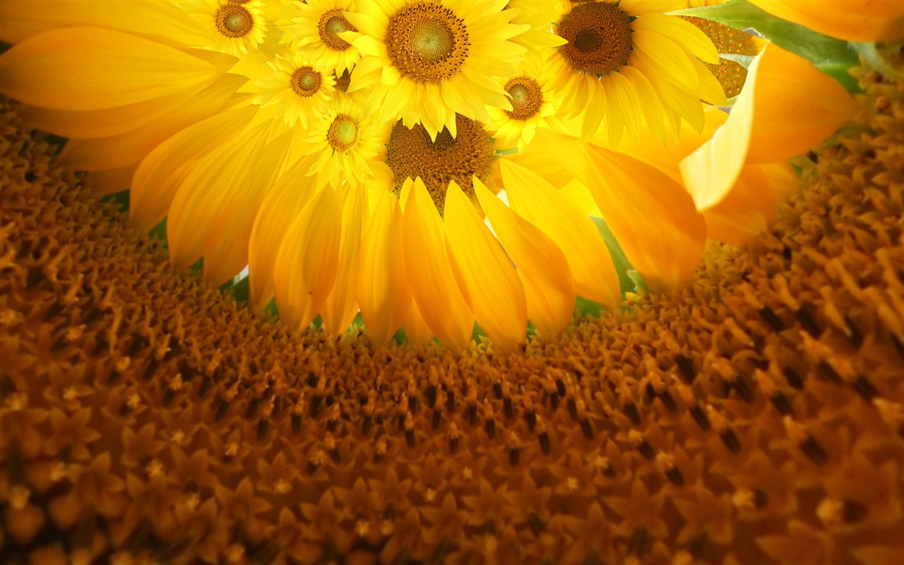 Krásné slunečnice close-up tapety (1) #6 - 1280x800