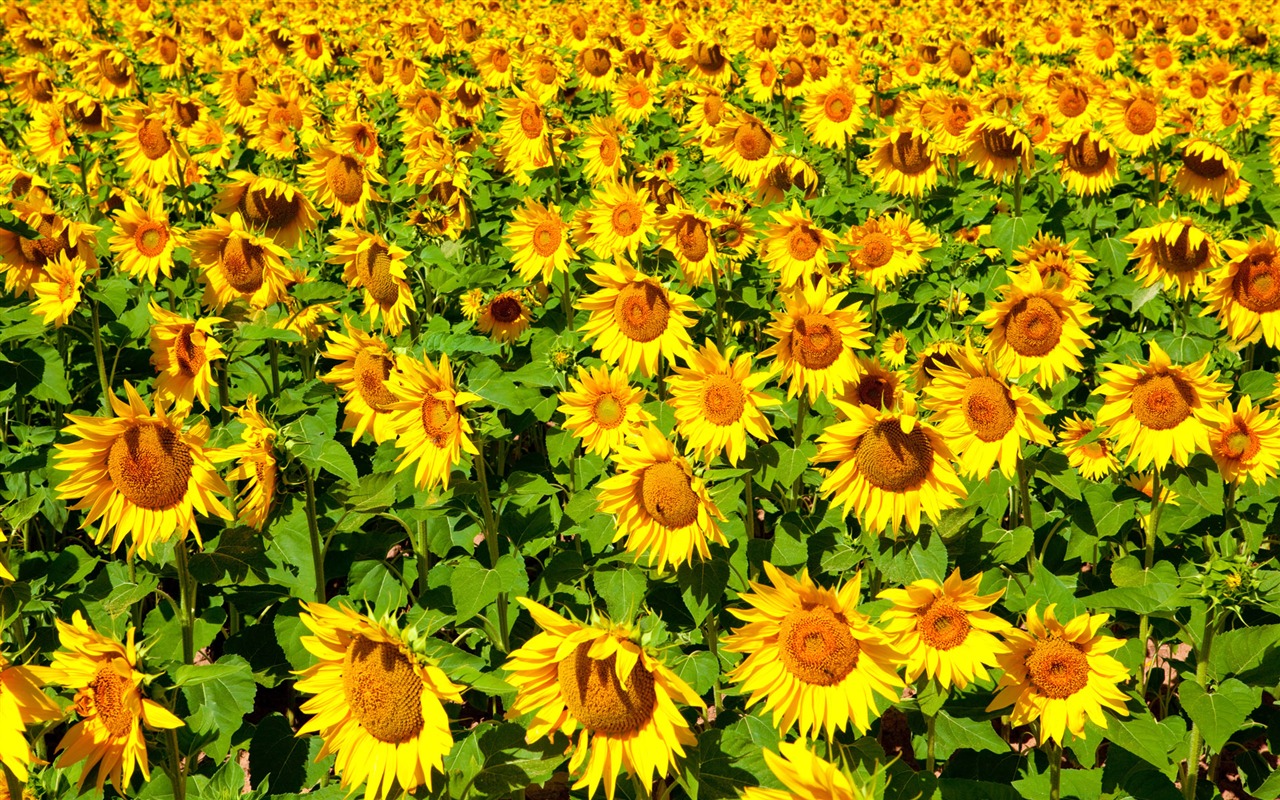 Beautiful sunflower close-up wallpaper (2) #18 - 1280x800