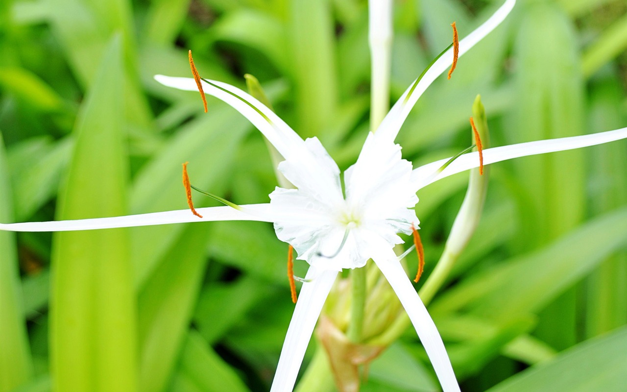 Macro flor de hierba (1) (obras genzhukou) #18 - 1280x800