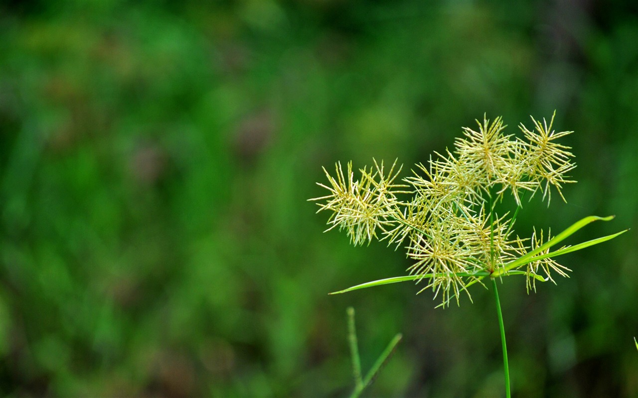 Macro flor de hierba (2) (obras genzhukou) #7 - 1280x800