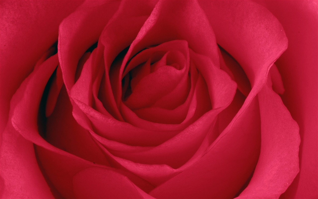 Velké Rose Foto tapety (5) #11 - 1280x800