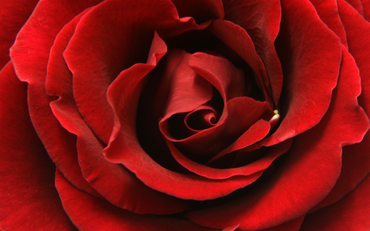 Velké Rose Foto tapety (5) #12 - 1280x800