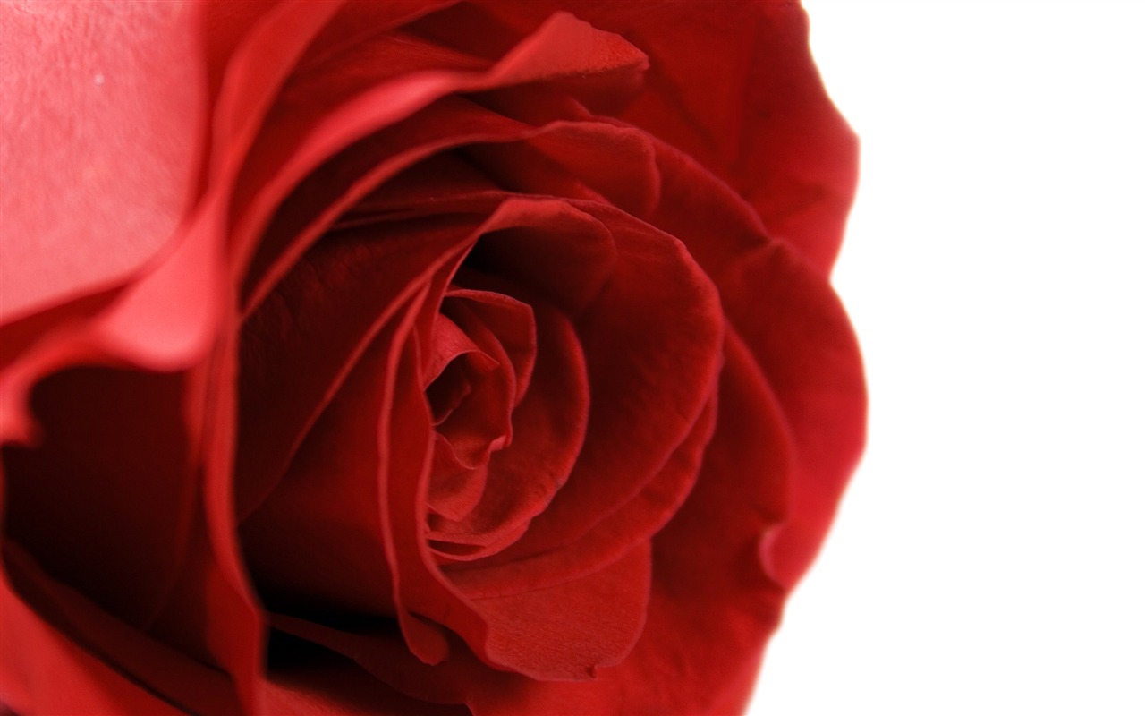 Velké Rose Foto tapety (5) #15 - 1280x800