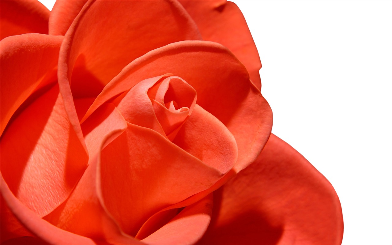 Velké Rose Foto tapety (5) #16 - 1280x800