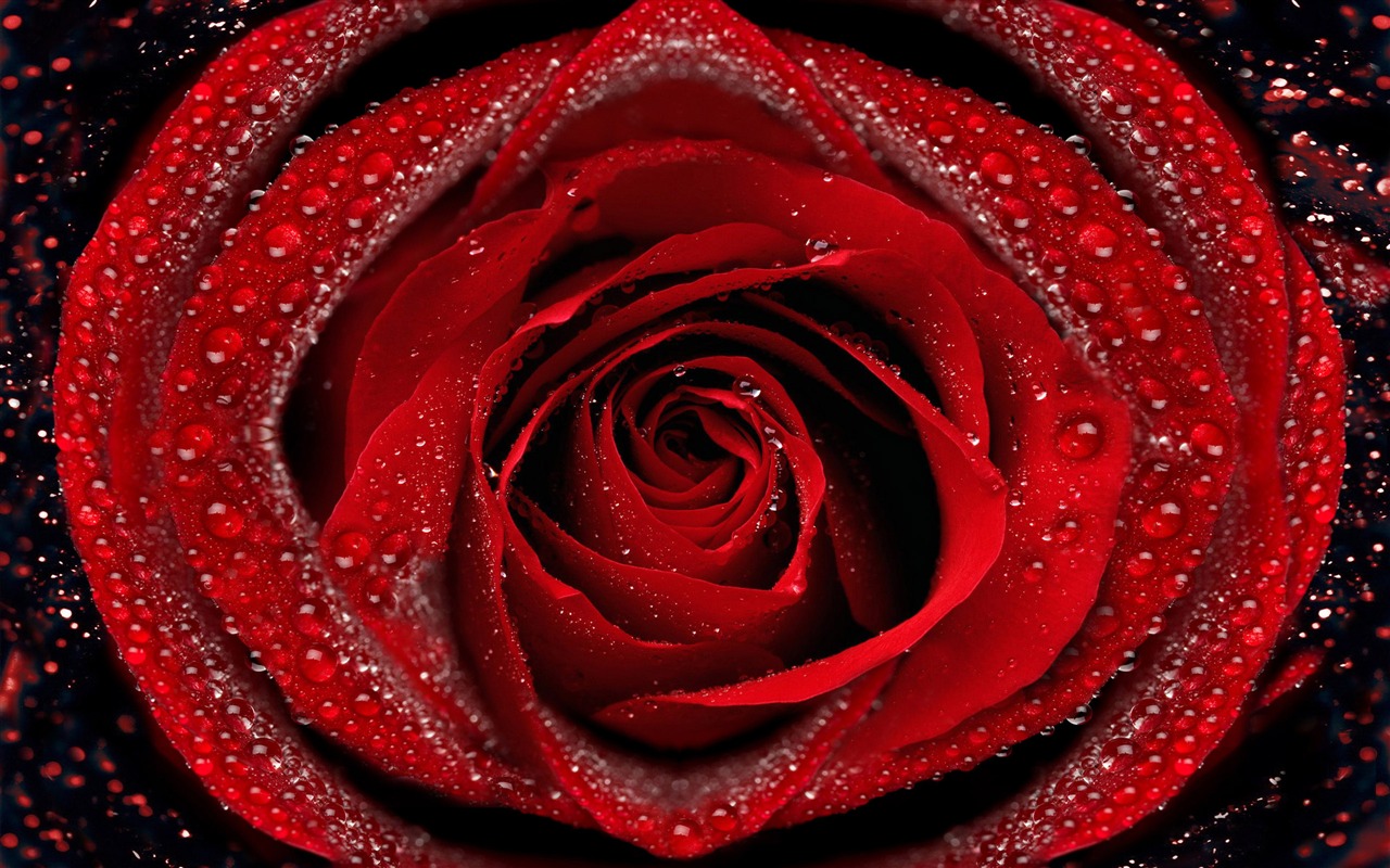 Velké Rose Foto tapety (6) #2 - 1280x800