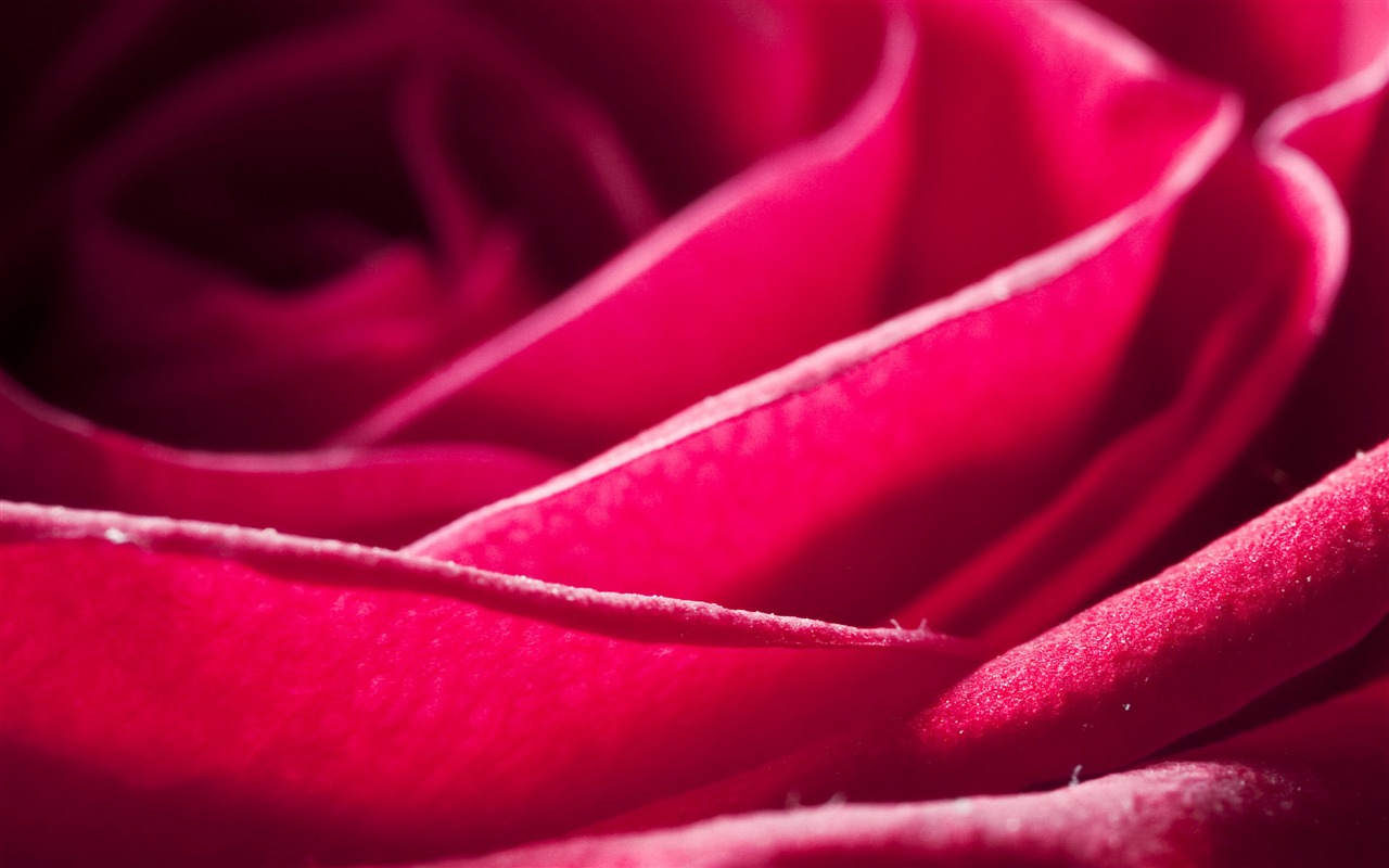 Velké Rose Foto tapety (6) #10 - 1280x800