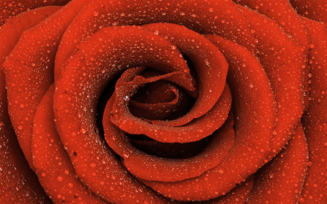 Velké Rose Foto tapety (6) #16 - 1280x800