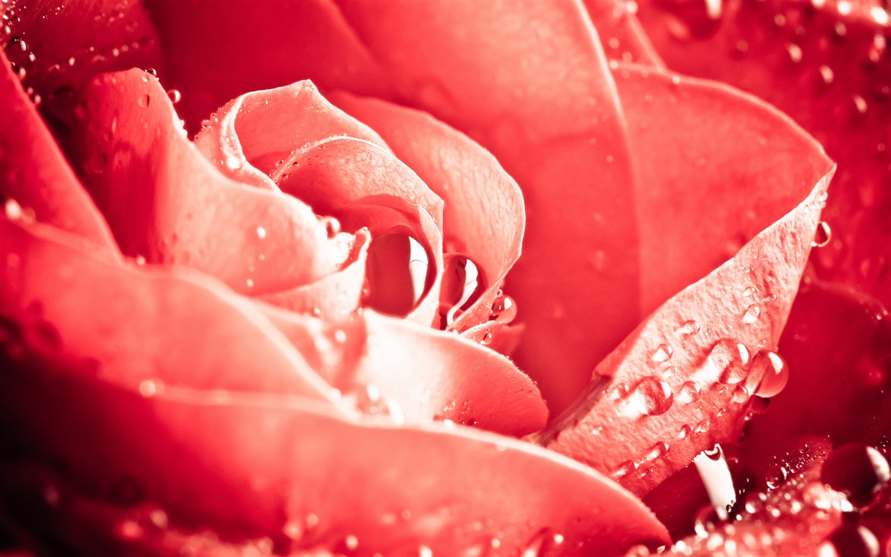 超大玫瑰写真 壁纸(六)19 - 1280x800