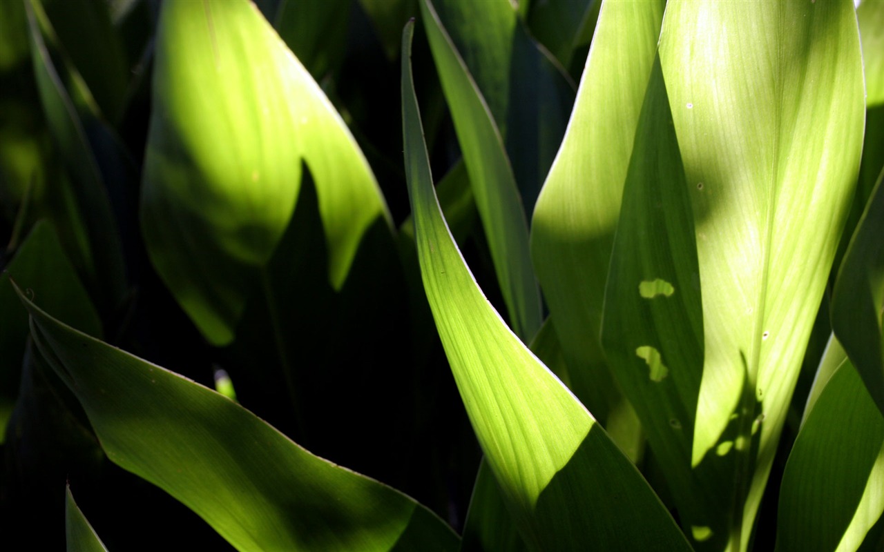 Květiny zelený list close-up tapety (2) #17 - 1280x800